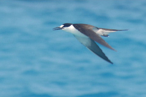 Sooty Tern (Onychoprion fuscata)